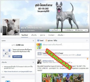 สุนัขไทยหลังอาน ลงโฆษณาเฟสบุ๊ค 
